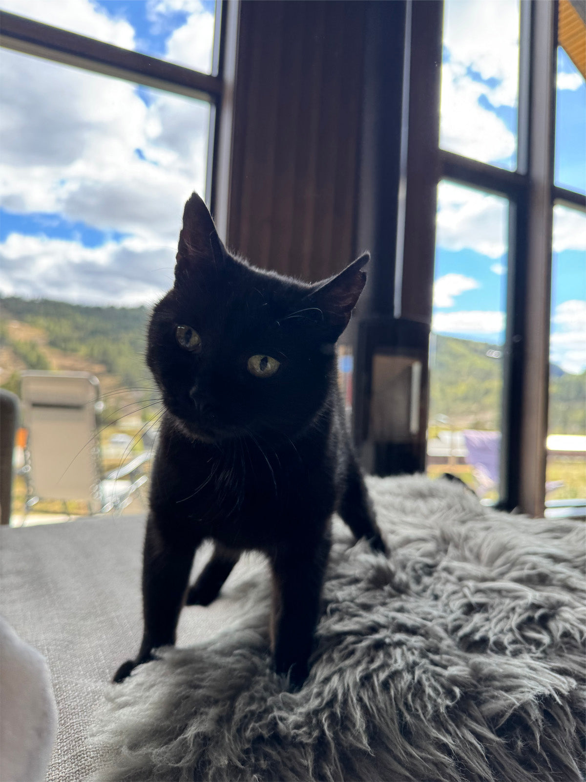 Black cat on a fluffy surface with a scenic view outside large windows