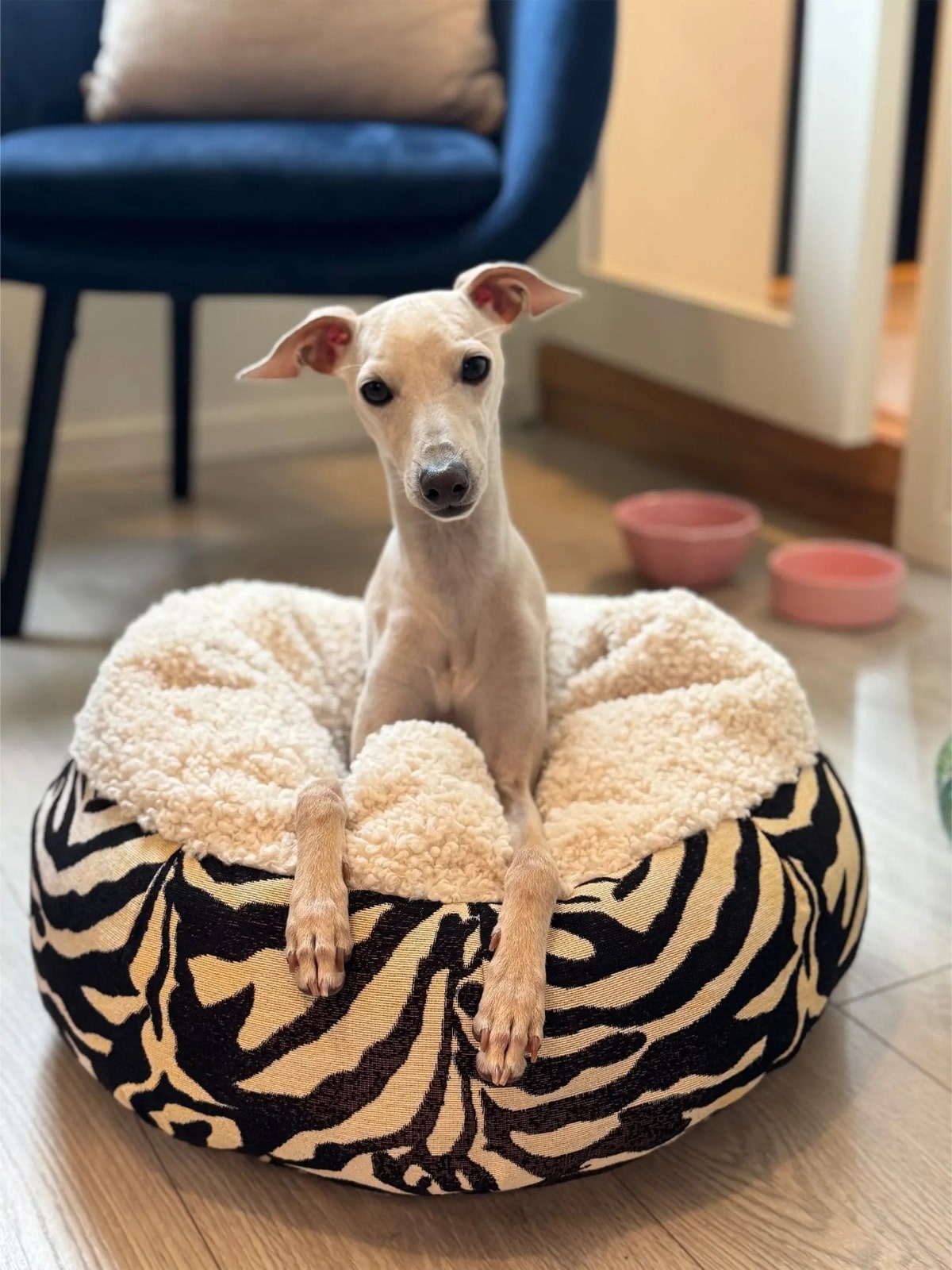 Dog sitting on a zebra-patterned pet bed in a home setting