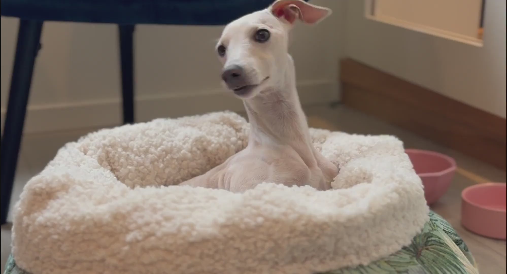 Dog and cat resting in personalized pet beds with machine embroidery of name